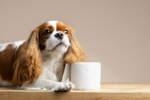 4 Tips and Tricks for Relieving Your Constipated Canine Companion