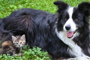 Tips and Tricks for Keeping Your Furry Friend Healthy